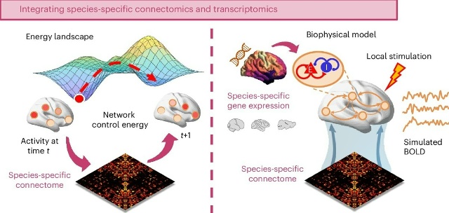 Стимуляция центрального таламуса во время анестезии проливает свет на нейронную основу сознания