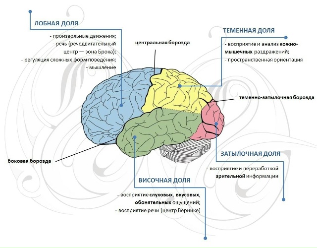 Как наш мозг функционирует в быту