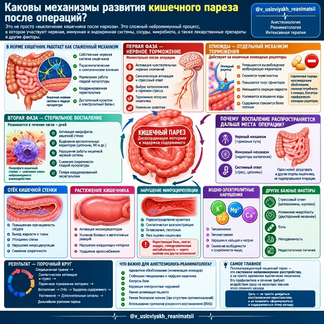 Каковы механизмы развития кишечного пареза после операций?