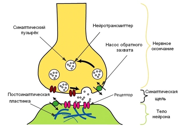 Как происходит «захват серотонина» и почему при депрессии его не хватает Как происходит «захват серотонина» и почему при депрессии его не хватает