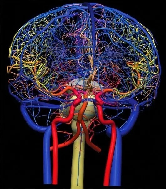 Сосуды головного мозга