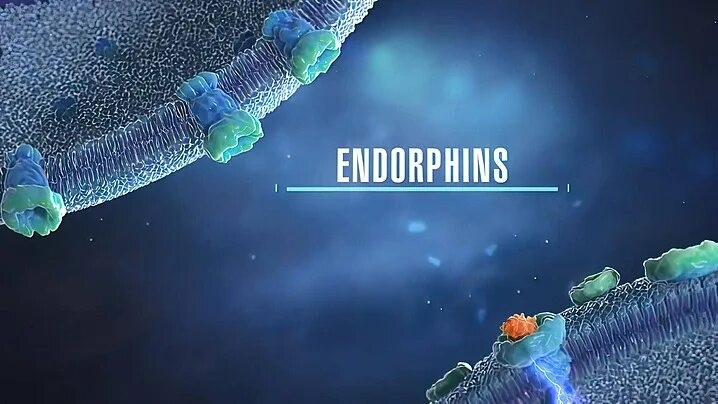 Внутренний анальгетик: почему эндорфины — не гормоны счастья, но без них никуда