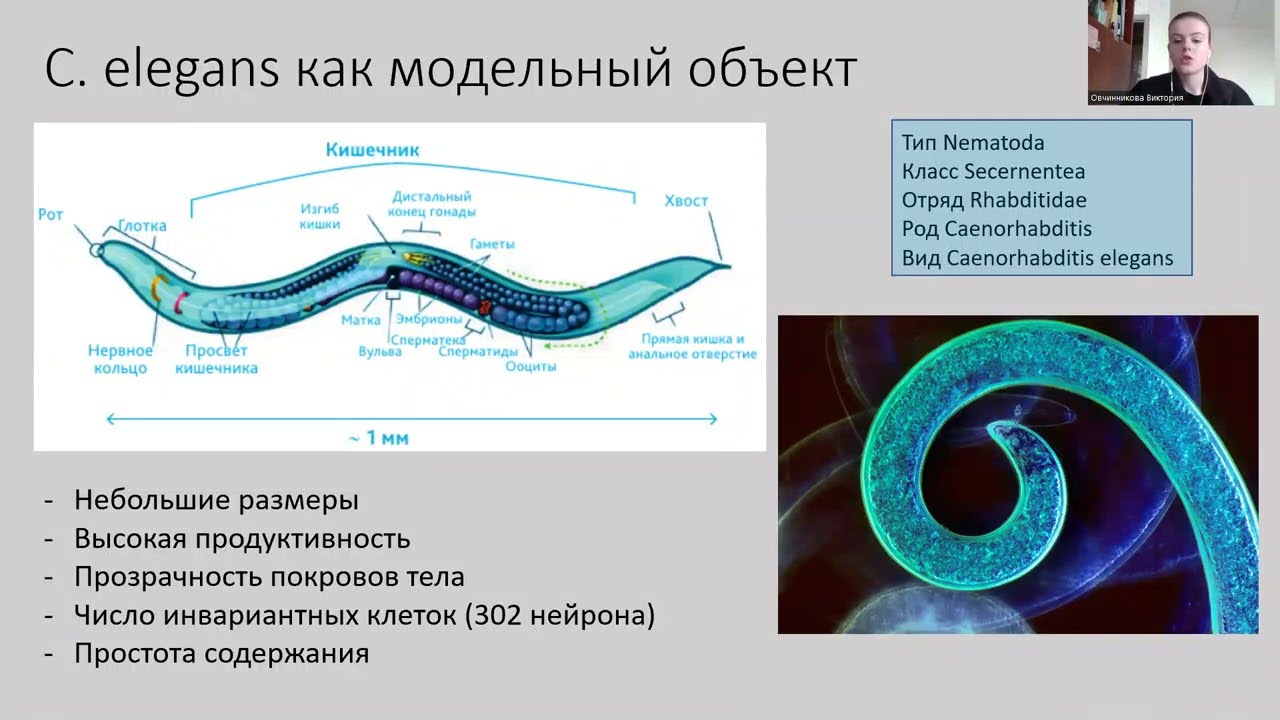 Нейробиология поведения, нематода, питание